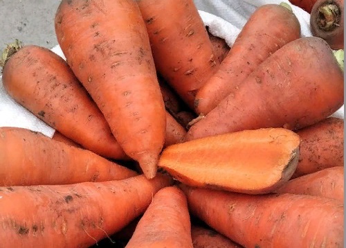Цена на морковь